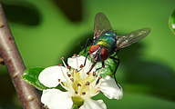 Greenbottle (Female, Lucilia caesar)